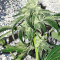 Sherbet (Seedstockers) Cannabis-Samen