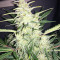 Super Auto Lemon Haze (Original Sensible Seeds) Cannabis-Samen
