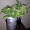 Super Skunk (Seedstockers) Cannabis-Samen