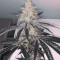 Tha Melon Regular (Karma Genetics) Cannabis-Samen
