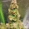 Walter White Auto (Mephisto Genetics) Cannabis-Samen
