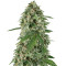 White Widow Auto (Kera Seeds) Cannabis-Samen