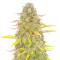 Acid Rain Autoflower feminisierte Samen (EGS)