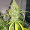 Auto Cinderella Jack (Dutch Passion) Cannabis-Samen
