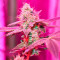 Different GG#4 feminisierte Samen (AlphaFem Seeds)
