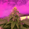 DO-SI-DOS (Cali Buds Seeds) Cannabis-Samen