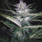 DO-SI-DOS (Cali Buds Seeds) Cannabis-Samen