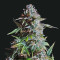 Exodus Cheese Auto CBD (GHS) Cannabis-Samen