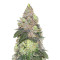 Girl Scout Cookies (Seedstockers) Cannabis-Samen