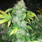Kush Fromage (Medicann Seeds) Cannabis-Samen