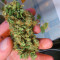 Purple Haze 1 (Positronics Seeds) Cannabis-Samen