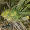 Apple Betty Auto Cannabis-Samen Kaufen