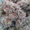 Kuchi (Devils Harvest Seeds) Cannabis-Samen zu verkaufen