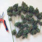 Stardawg Auto (Fast Buds) Cannabis-Samen zu verkaufen