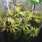 Sweet ZZ (Sweet Z) (RQS) Cannabis-Samen zu verkaufen