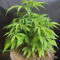 GG#4 Original Glue (Original Sensible Seeds) Cannabis-Samen zu verkaufen