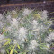 Gelato Auto Cannabis-Samen Kaufen