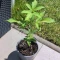 Purple Lemonade Auto Cannabis-Samen Kaufen