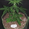 GG#4 Original Glue Auto Cannabis-Samen Kaufen