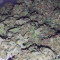 Californian Snow Auto (Fast Buds) Cannabis-Samen