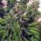 Alien Gorilla Cannabis-Samen Kaufen