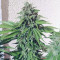 Alien Gorilla Cannabis-Samen Kaufen