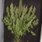 Big Bud Autoflower Cannabis-Samen Kaufen