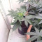 Strawberry Gum (Advanced Seeds) Cannabis-Samen zu verkaufen
