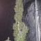 G13 Haze (Barney's Farm) Cannabis-Samen zu verkaufen