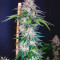 Z Gorilla Cannabis-Samen Kaufen