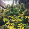 Tangie Auto (BlimBurn Seeds) Cannabis-Samen zu verkaufen