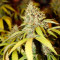 Kaufe Wedding Cookies Samen feminisiert von Original Sensible Seeds