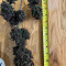 Blackberry Auto Cannabis-Samen Kaufen