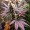 Caramelo (Delicious Seeds) Cannabis-Samen