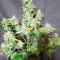 Original Auto Amnesia Haze (Fast Buds) Cannabis-Samen zu verkaufen