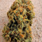 Cookies Kush (Barney's Farm) Cannabis-Samen