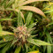 Kaufe Mimosa x Orange Punch Auto Samen feminisiert von Barney's Farm