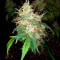 Original Auto BubbleGum (Fast Buds) Cannabis-Samen zu verkaufen