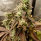 Pineapple (Seedstockers) Cannabis-Samen zu verkaufen