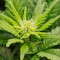DDoS #33 Feminisierte Cannabis-Samen Kaufen