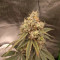 Kaufe Grandmommy Purple Samen feminisiert von Herbies Seeds