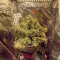 Critical Kush Cannabis-Samen Kaufen