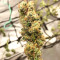Sour Lemon OG Samen feminisiert (Emerald Triangle Seeds)
