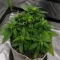 Auto Red Tropicana Cookies (Dutch Passion)