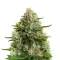 Big Bang (GHS) Cannabis-Samen
