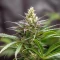 Blue Spider (Zambeza Seeds) Cannabis-Samen