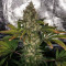 Do-Si-Dos OG (Original Sensible Seeds) Cannabis-Samen