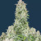 Forbidden Runtz Auto feminisierte Samen (Fast Buds)