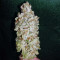 GG#4 Original Glue (Blackskull Seeds) Cannabis-Samen