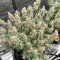 Godzilla Cookies Auto feminisierte Samen (Herbies Seeds)